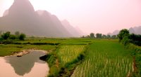 merging farmlands affects natural pest control