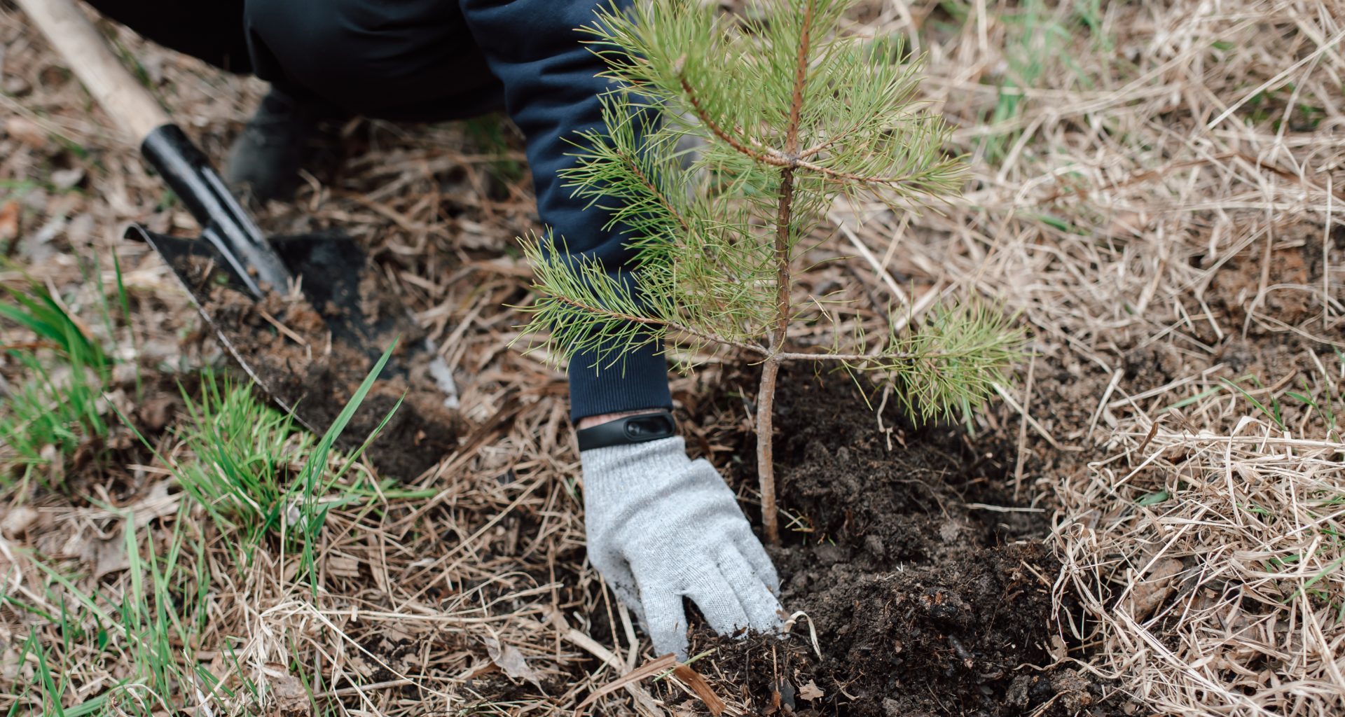 planting trees and climate change