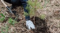 planting trees and climate change