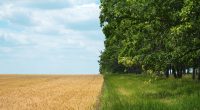 regenerative agriculture